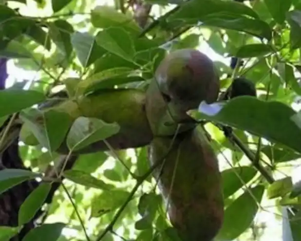 African Mango
